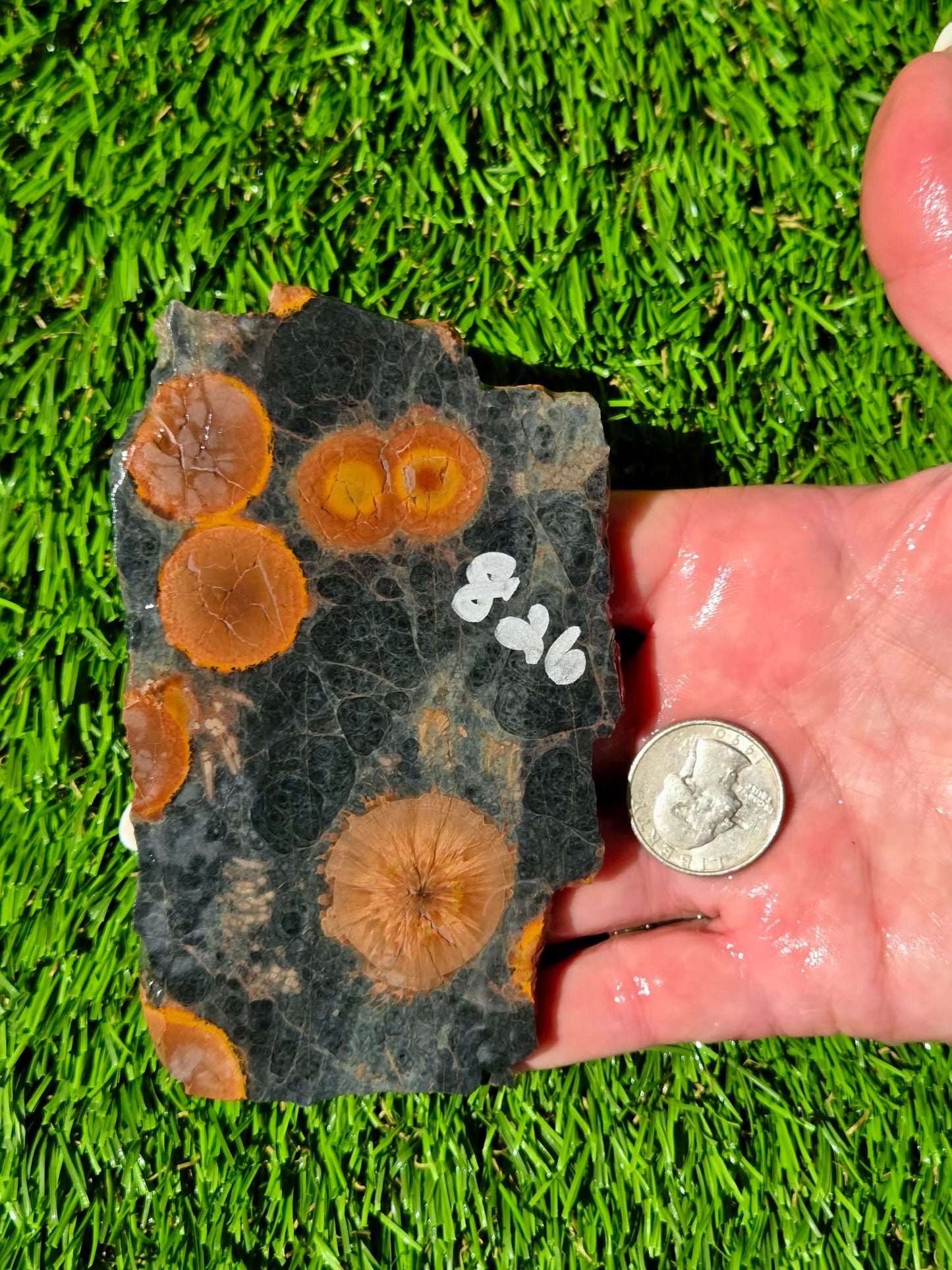 Agatized Fossil Coral Slabs Q824–830