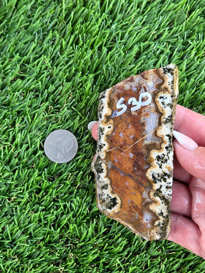 Chihuahua Lace Agate Slabs K530-533