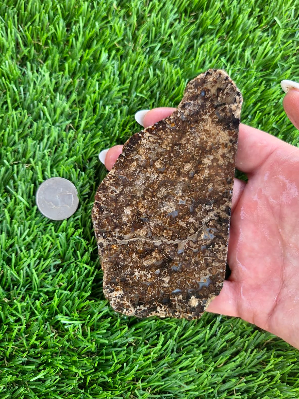 Utah Petrified Wood Slabs J480-484