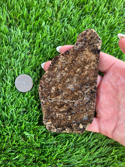 Utah Petrified Wood Slabs J480-484