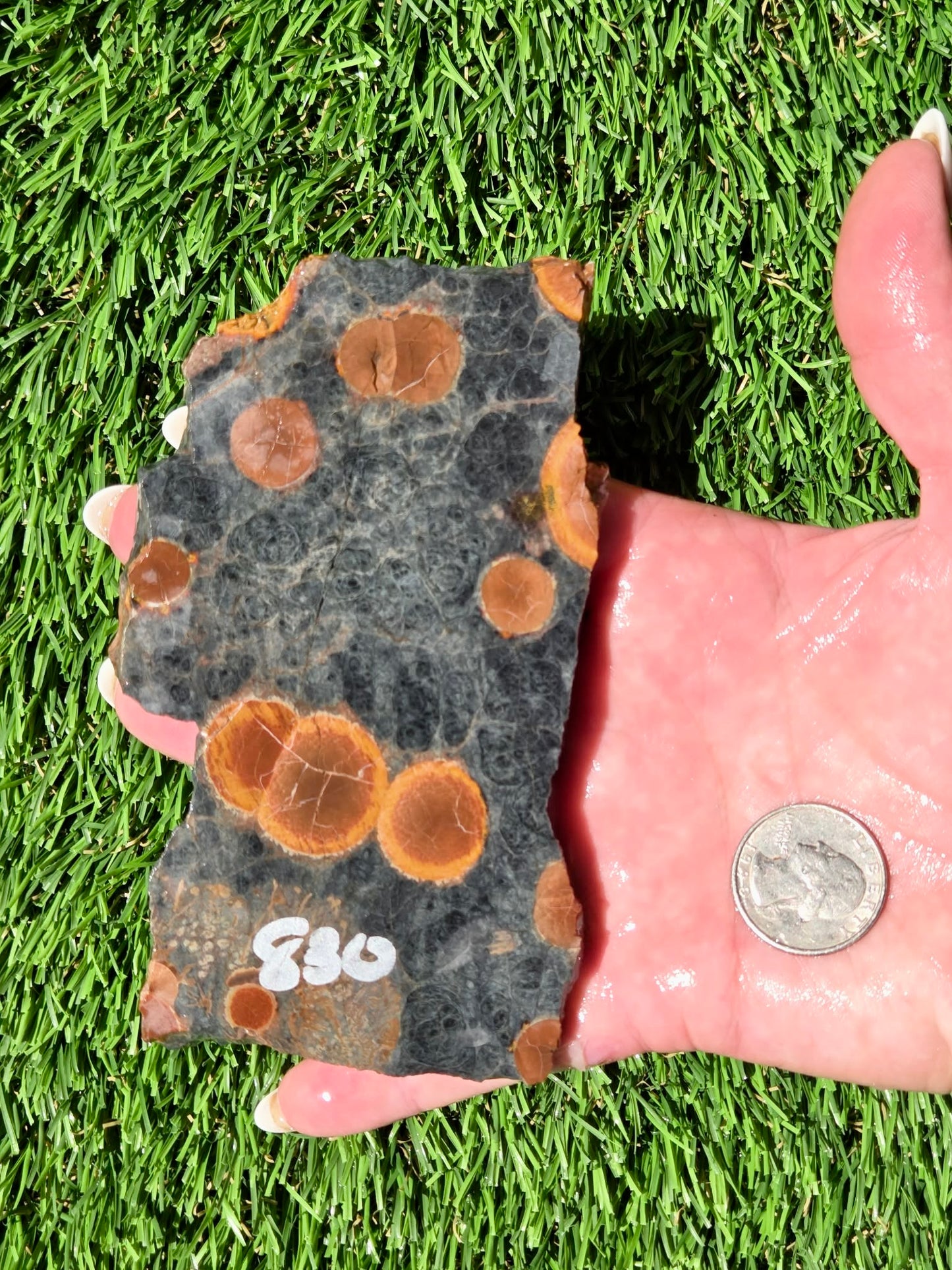 Agatized Fossil Coral Slabs Q824–830