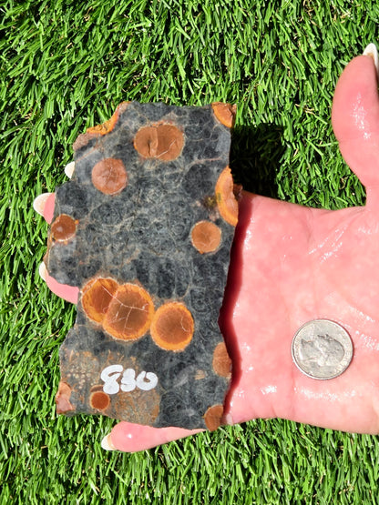 Agatized Fossil Coral Slabs Q824–830