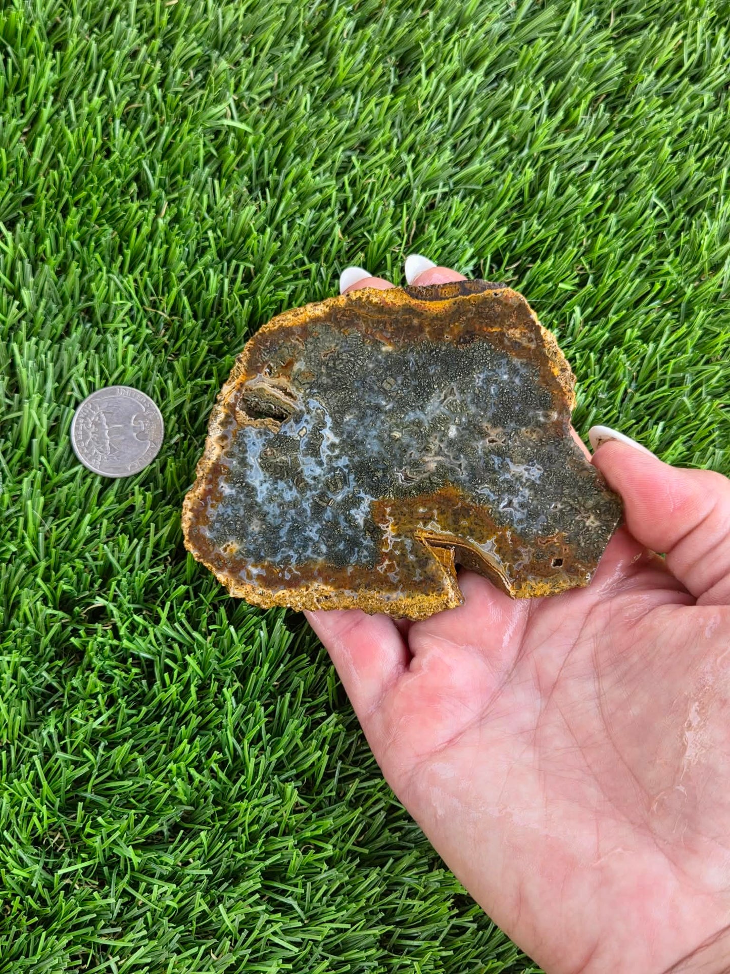 Utah Petrified Wood Slabs J485-488