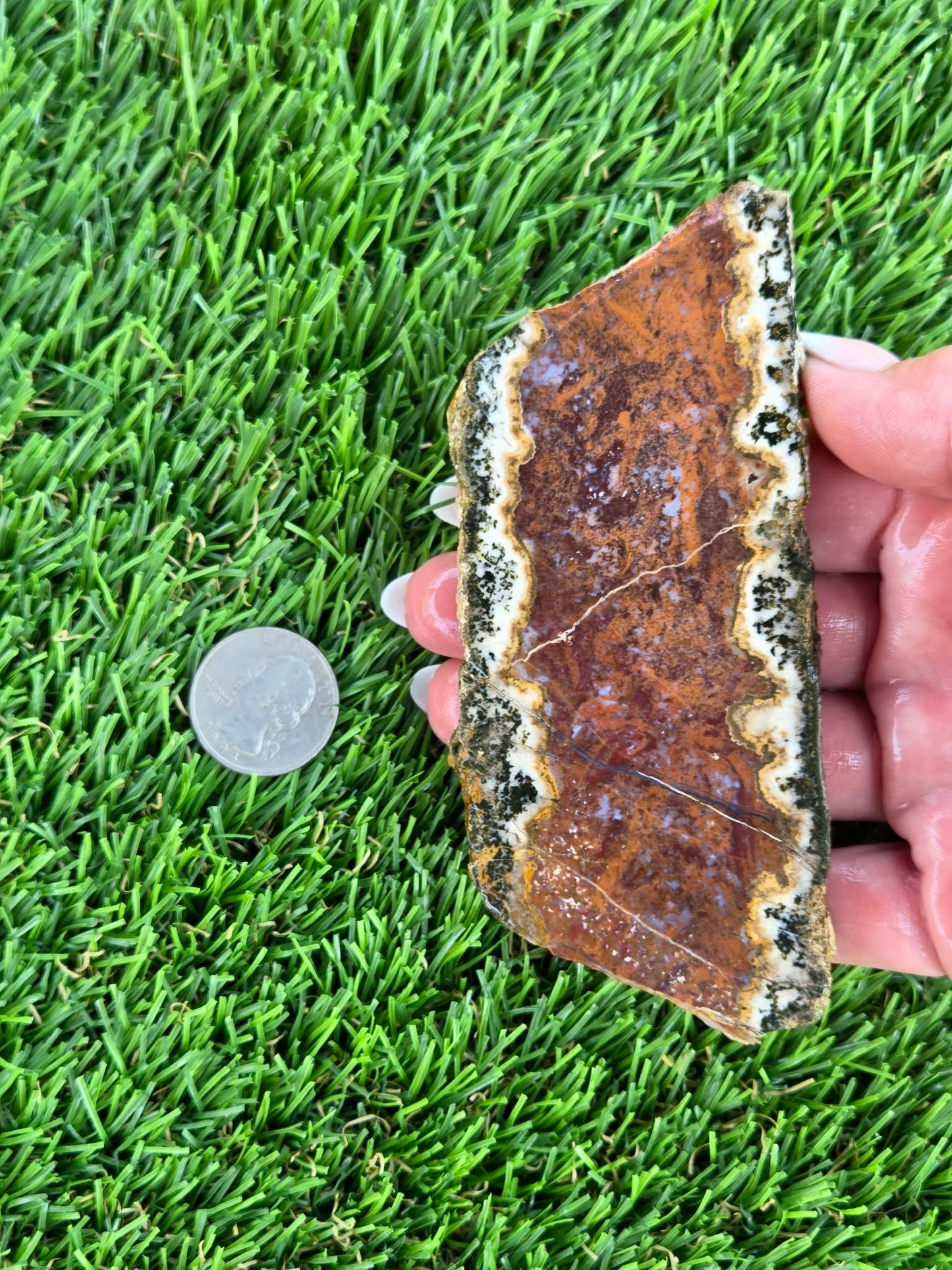 Chihuahua Lace Agate Slabs K530-533