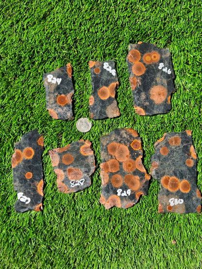 Agatized Fossil Coral Slabs Q824–830