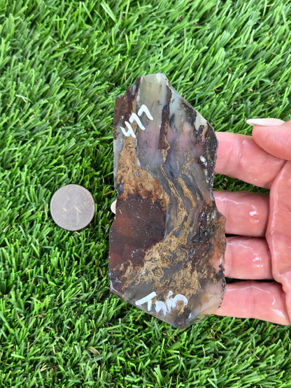 Utah Petrified Wood Slabs J474-479