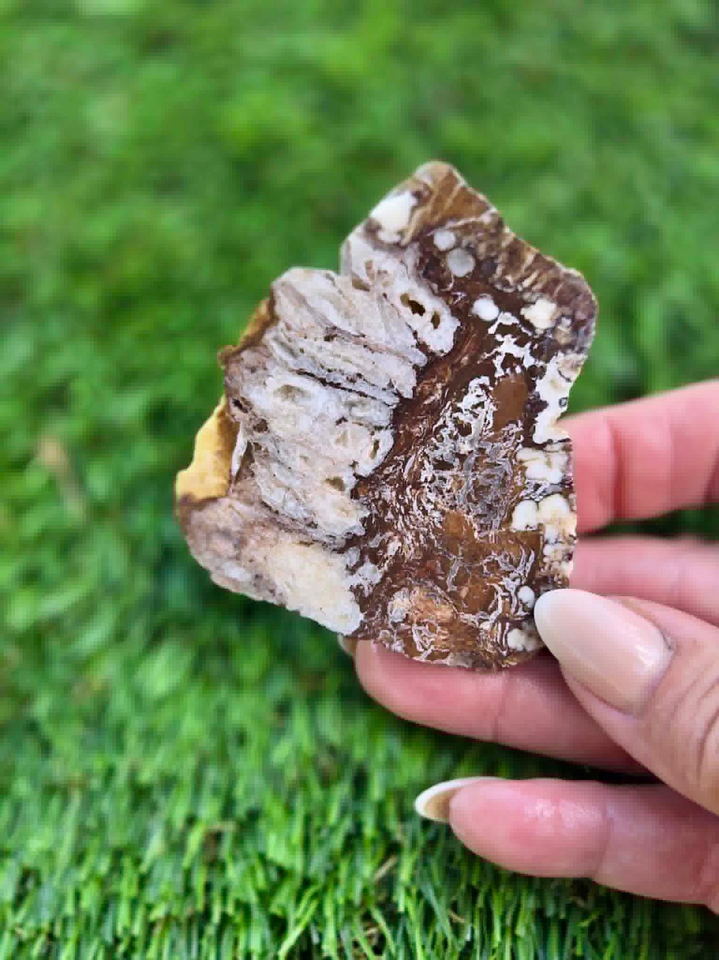 Wild Horse Jasper Slabs G342-348
