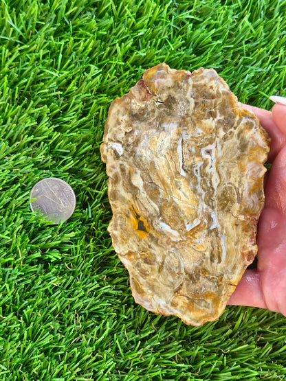 Brown Agatized Petrified Wood Slabs I420-427