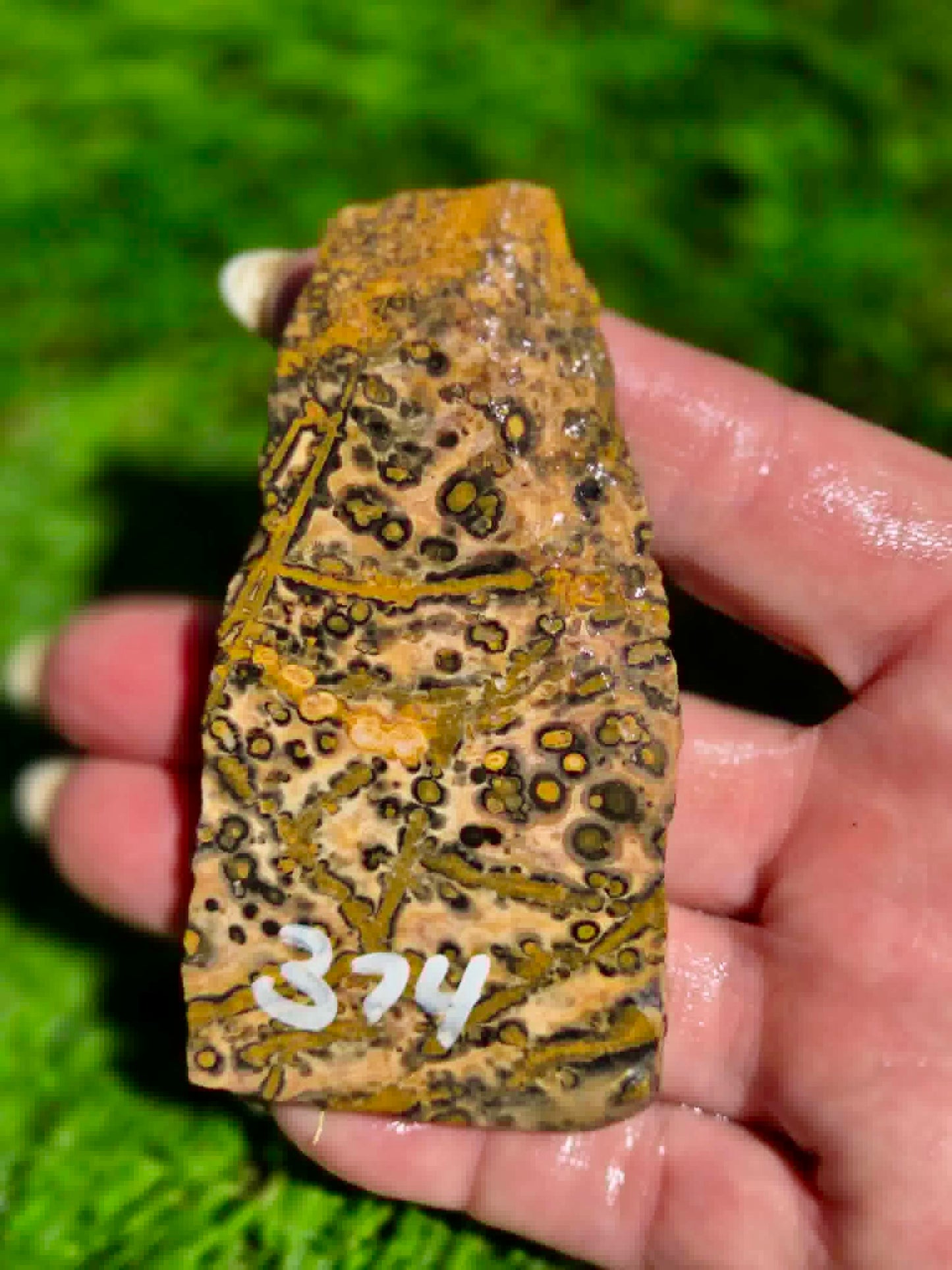 Leopard Skin Jasper Slabs H371-378
