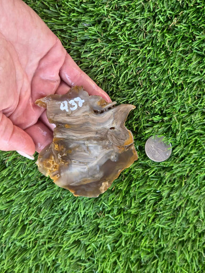 Agatized Petrified Wood Slab I431-435