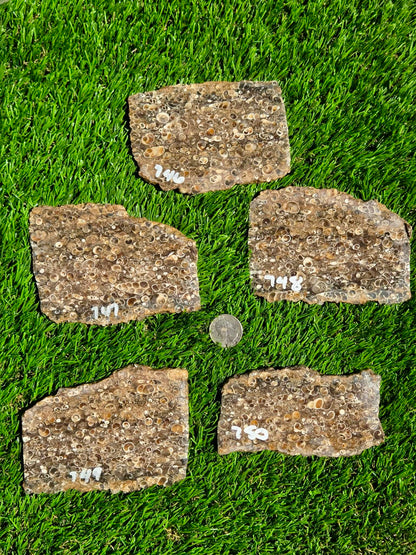 Turritella Agate Slabs O746–750