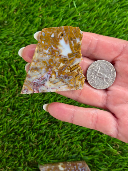 Petrified Palm Root Slabs 0781-787