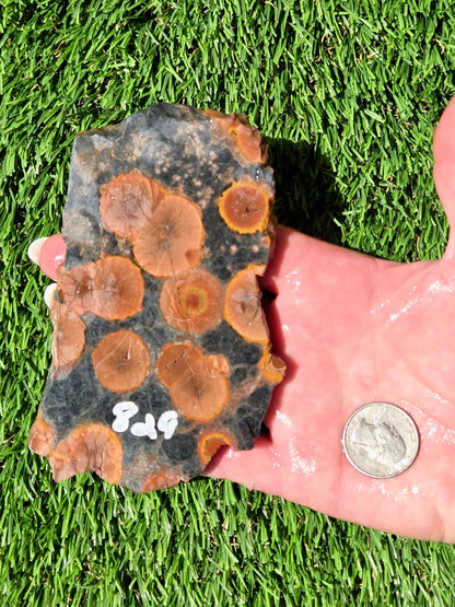 Agatized Fossil Coral Slabs Q824–830