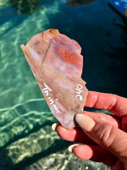 Arizona Rainbow Petrified Wood Slab 240-244
