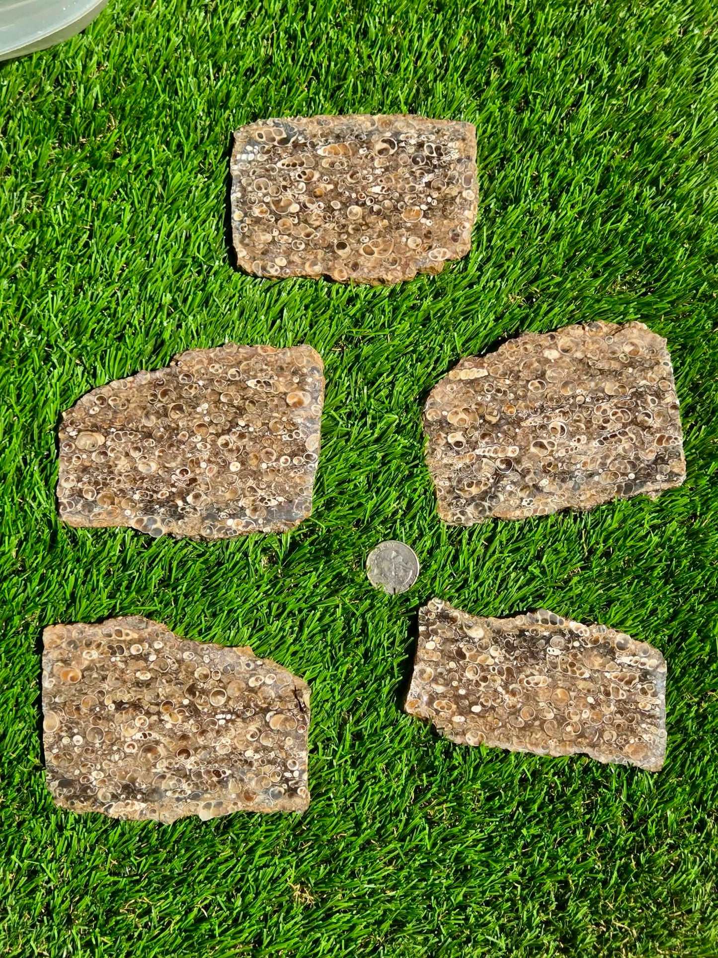 Turritella Agate Slabs O746–750