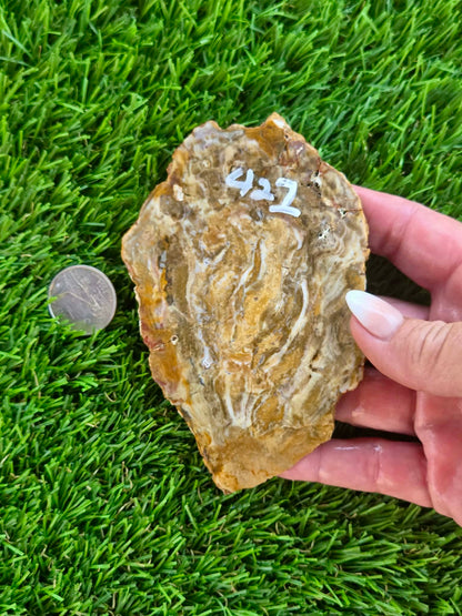 Brown Agatized Petrified Wood Slabs I420-427