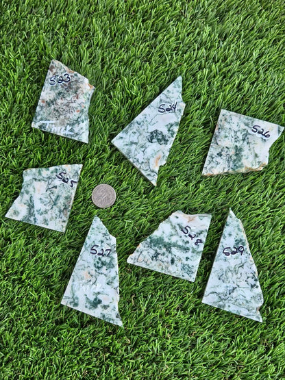 Tree Agate Slabs K523-529