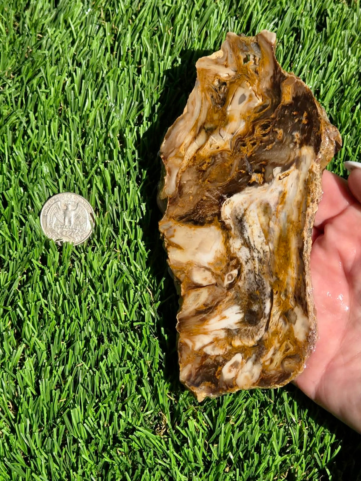 Utah Petrified Wood Slabs J492-494