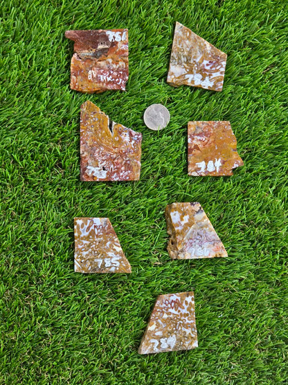 Petrified Palm Root Slabs 0781-787