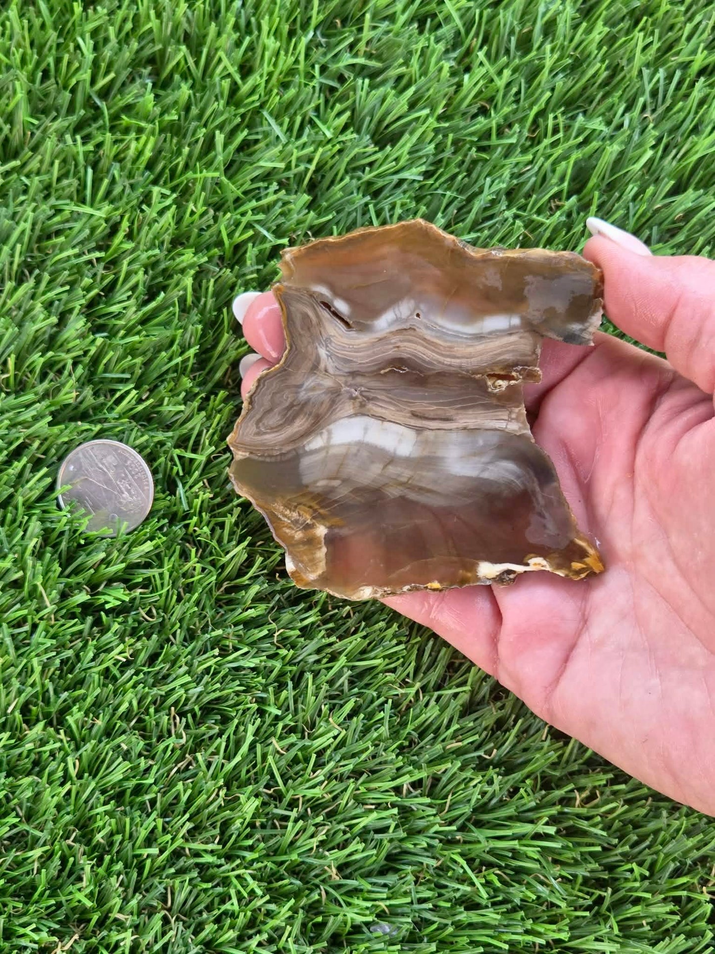 Agatized Petrified Wood Slab I431-435