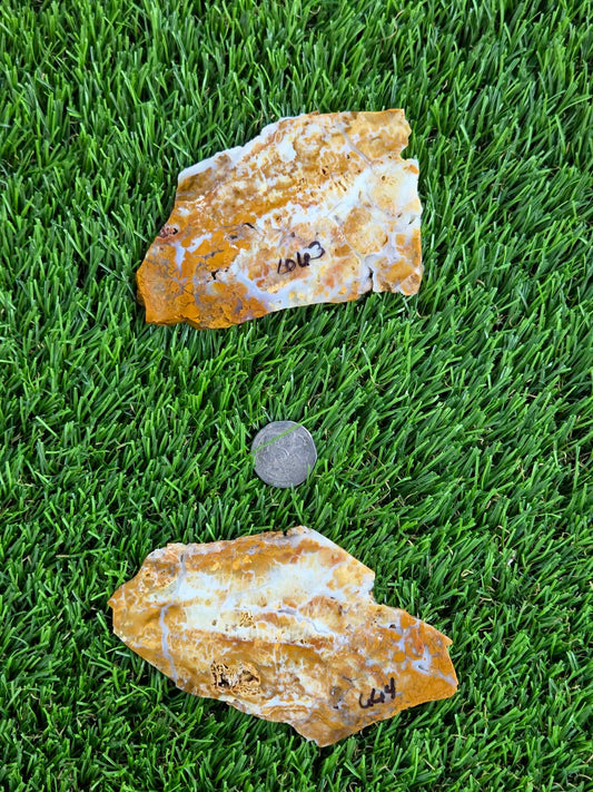 Mexican Honey Fortification Agate Slabs N663-664