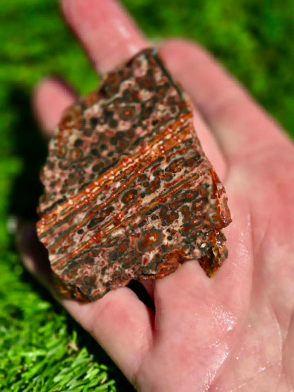 Leopard Skin Jasper Slabs H371-378