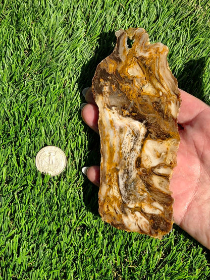 Utah Petrified Wood Slabs J489-491