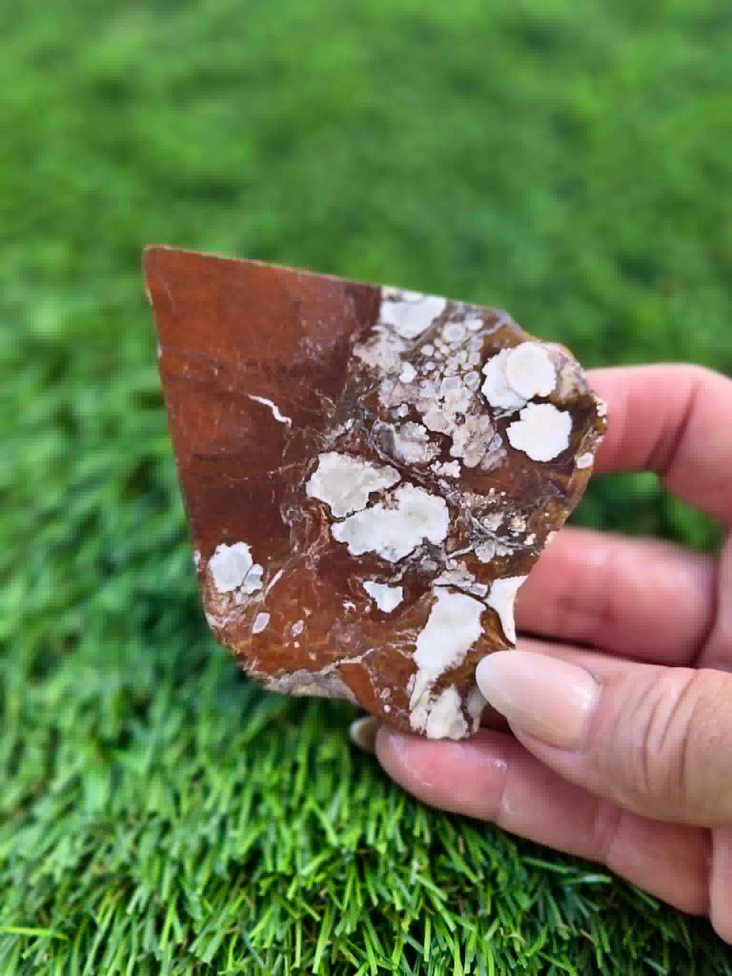 Wild Horse Jasper Slabs G338-341
