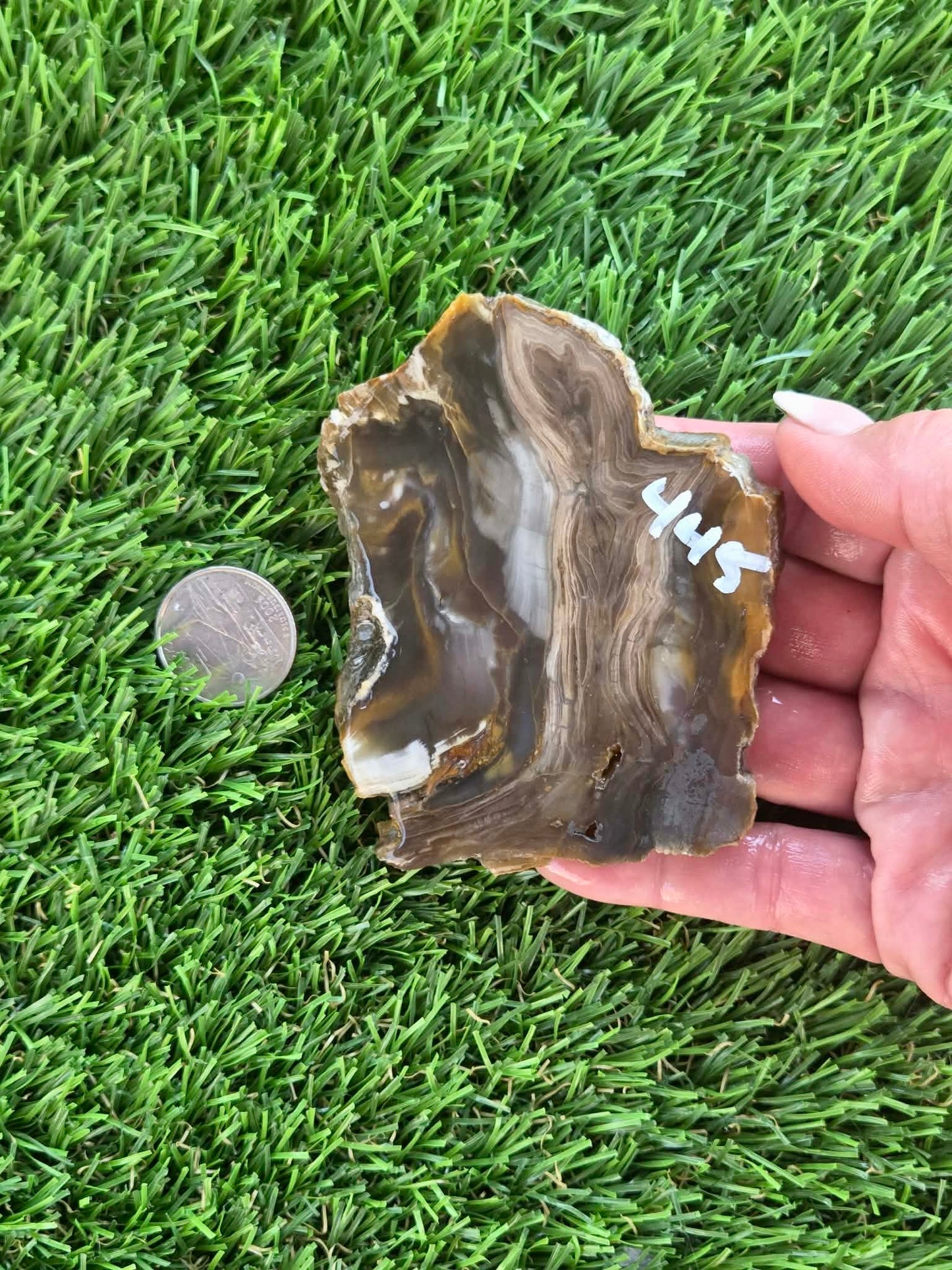 Agatized Petrified Wood Slab I431-435
