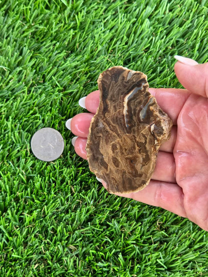 Utah Petrified Wood Slabs J474-479