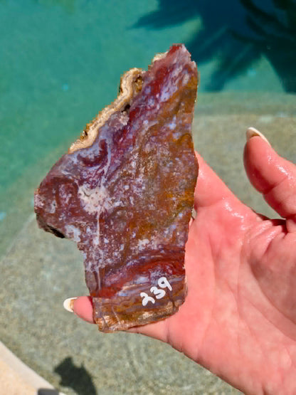 Camp Verde Agate Slab 236-239