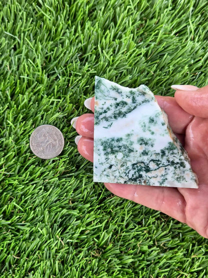 Tree Agate Slabs K523-529
