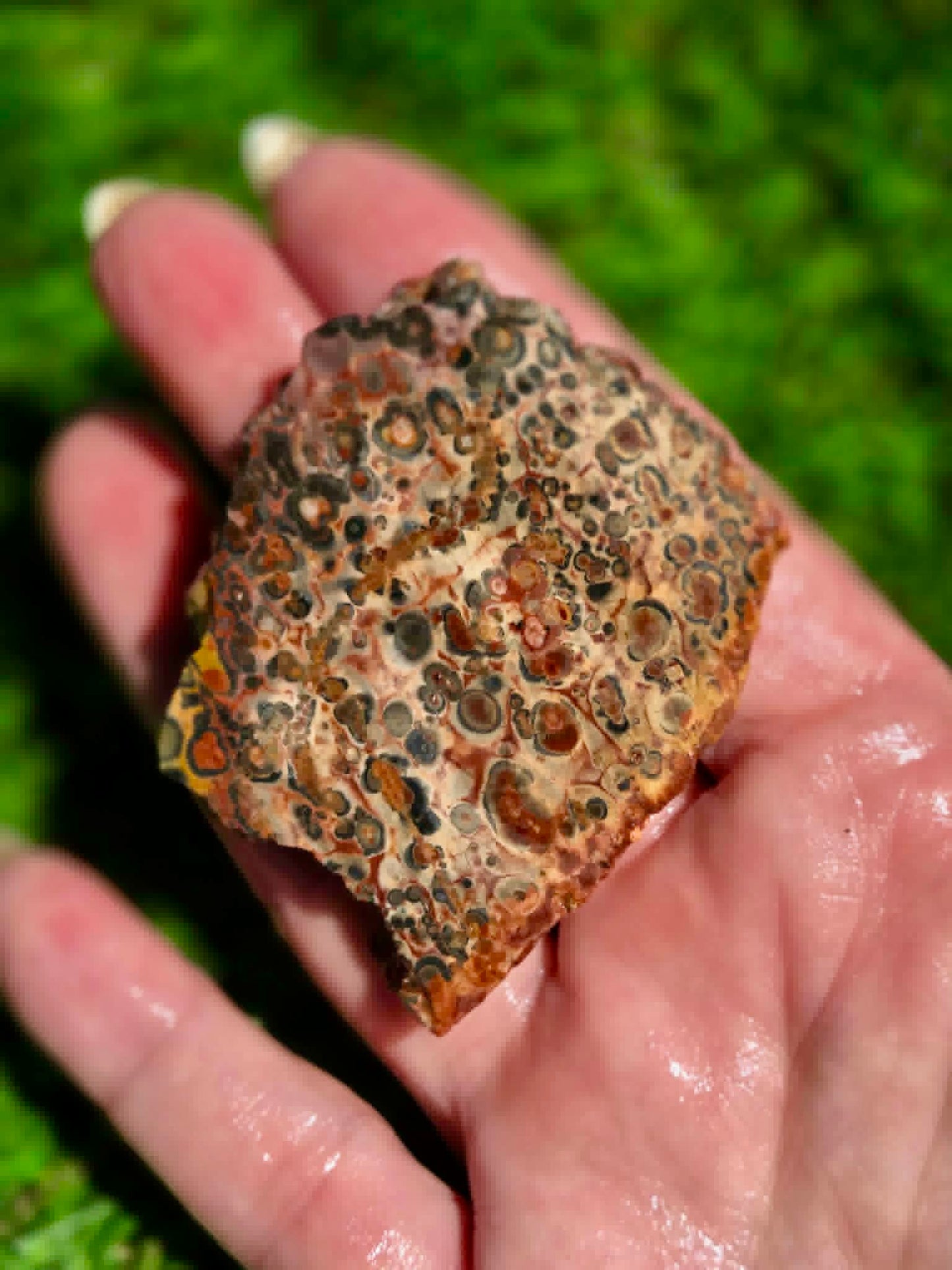 Leopard Skin Jasper Slabs H371-378