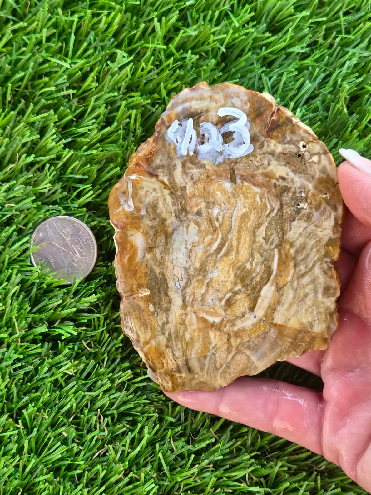 Brown Agatized Petrified Wood Slabs I420-427