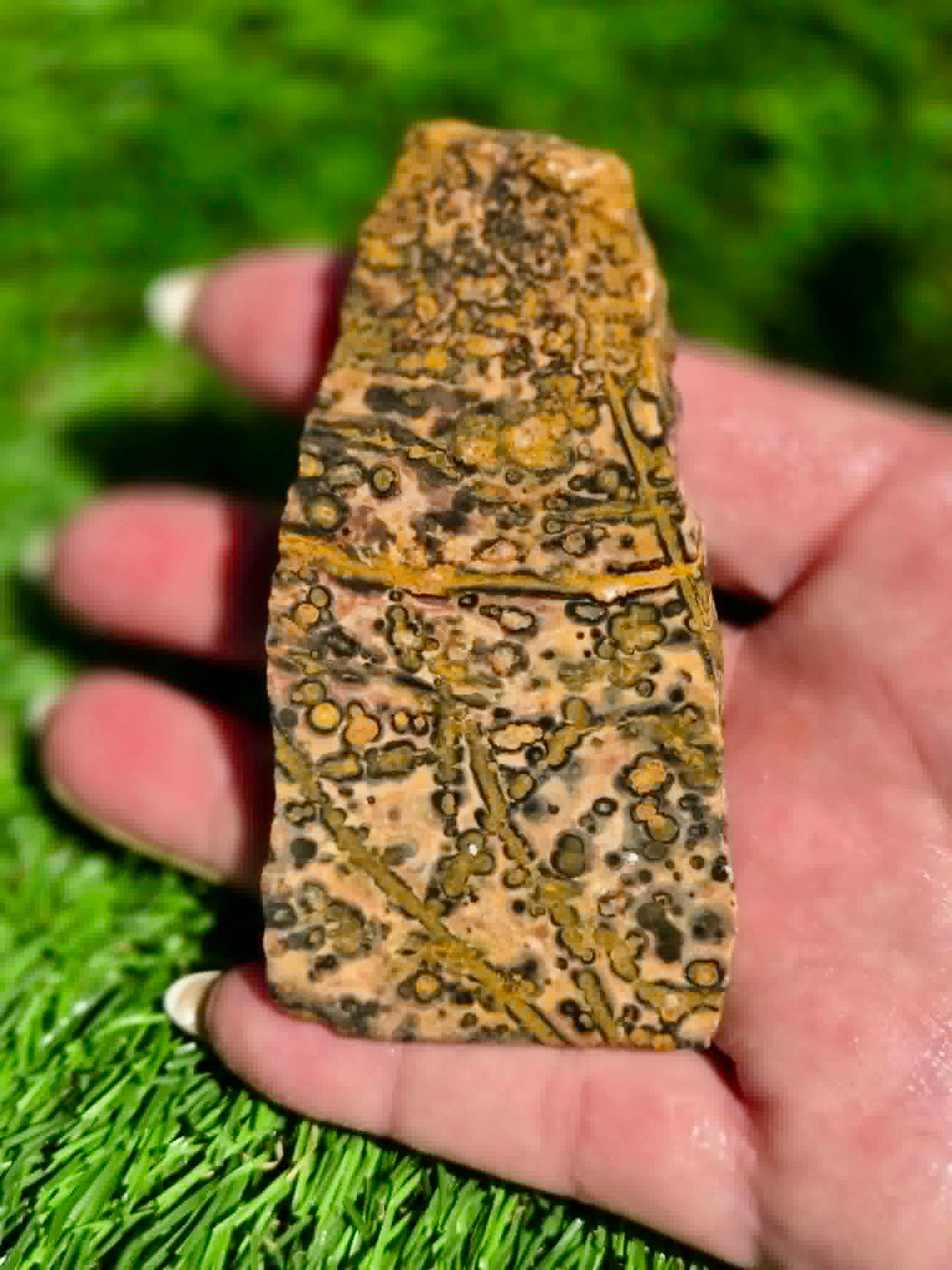 Leopard Skin Jasper Slabs H371-378