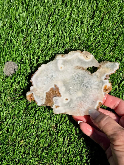 Natural Fortification Agate with Quartz Crystal Druzy Slabs M624-629