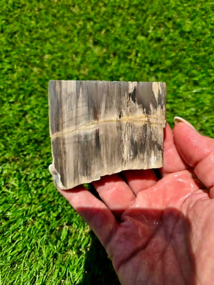 Arizona Petrified Wood I428-430