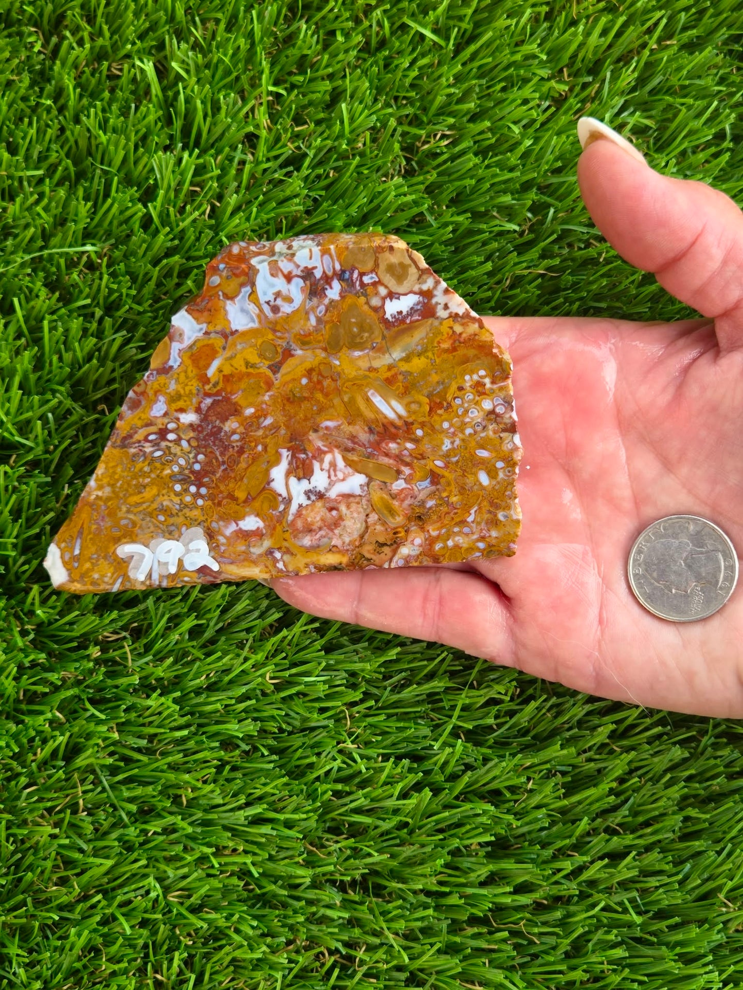 Petrified Palm Wood Slabs O788–793