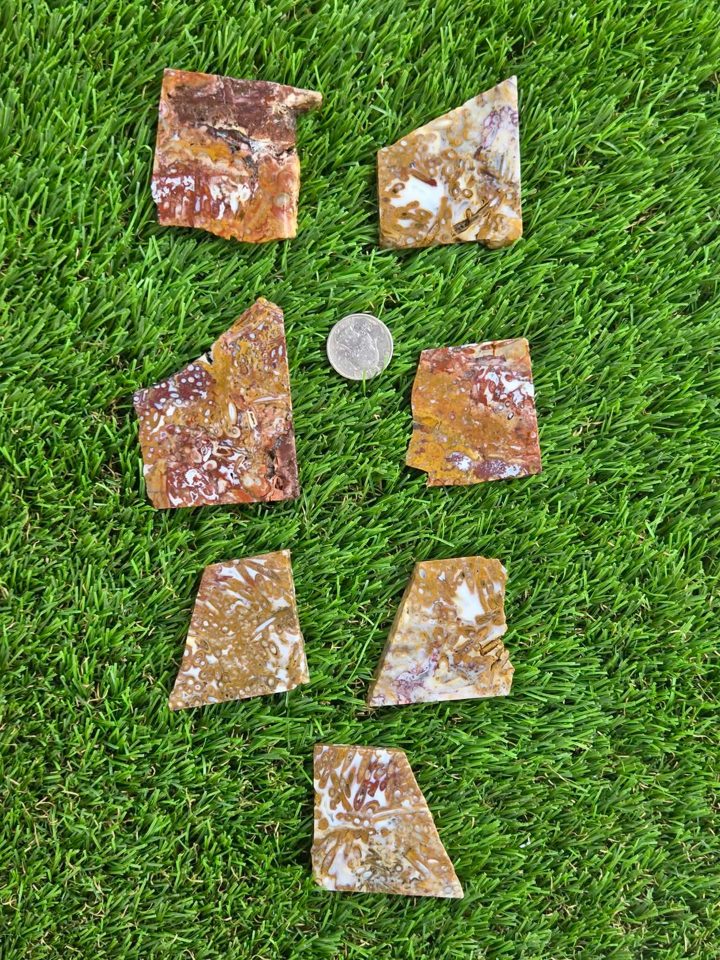 Petrified Palm Root Slabs 0781-787