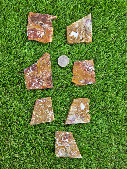 Petrified Palm Root Slabs 0781-787