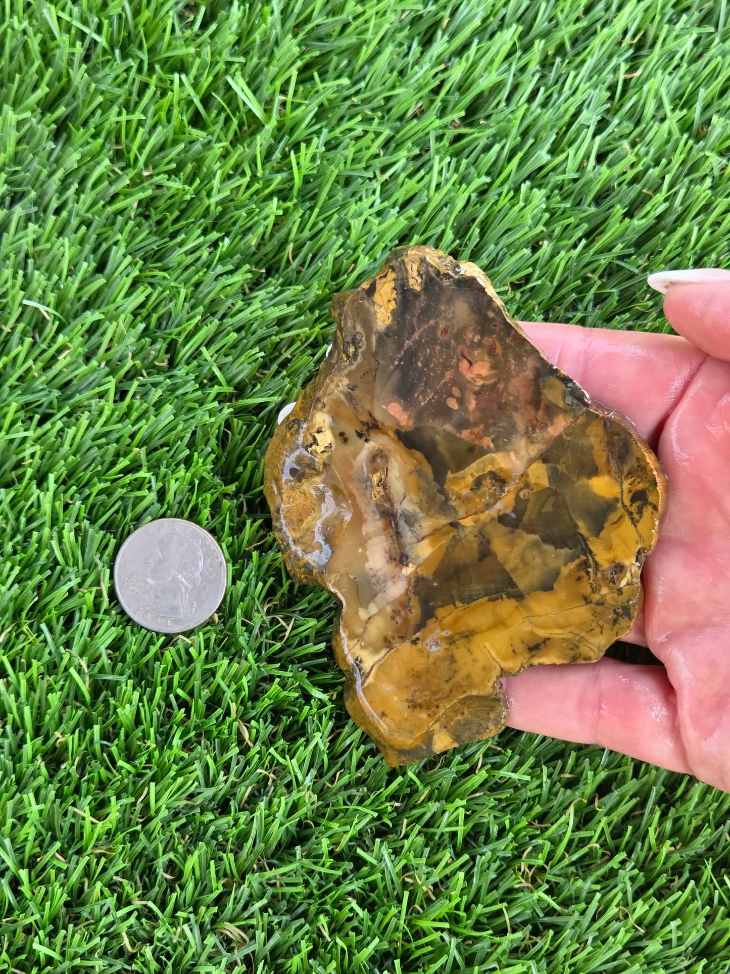 Utah Petrified Wood Slabs J474-479