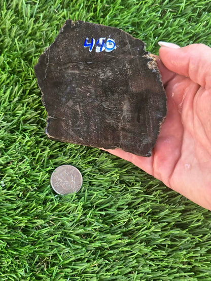 Arizona Petrified Wood Slabs I436-441