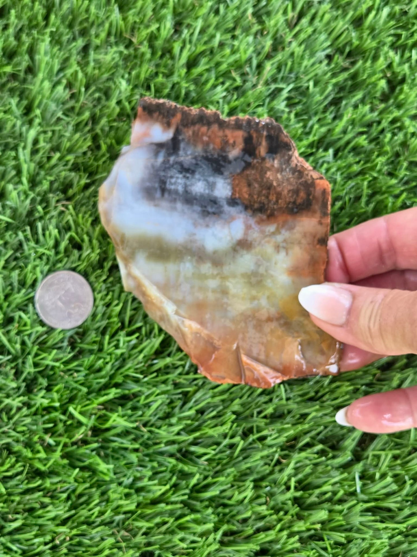 Arizona Rainbow Petrified Wood Slab J463-469
