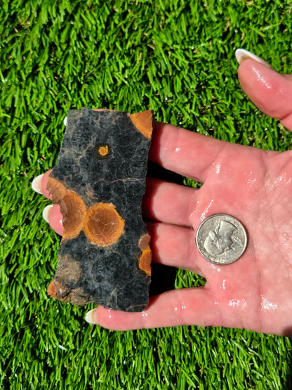 Agatized Fossil Coral Slabs Q824–830