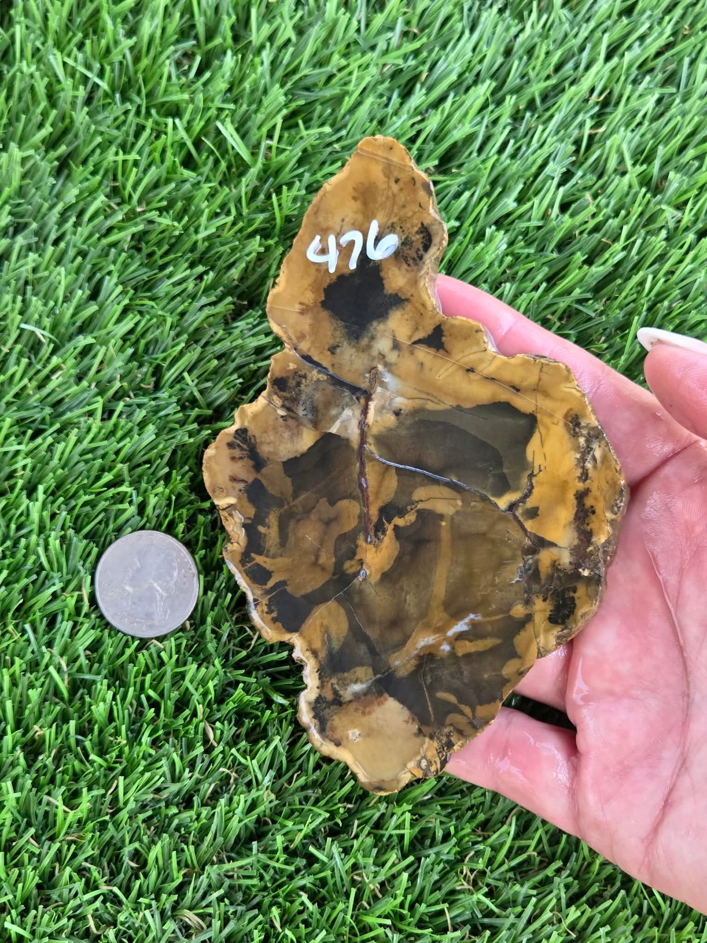 Utah Petrified Wood Slabs J474-479