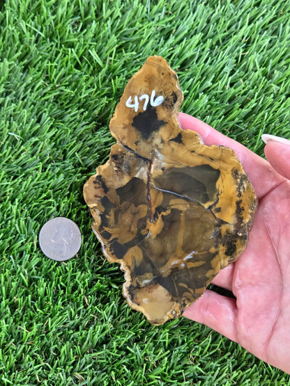 Utah Petrified Wood Slabs J474-479