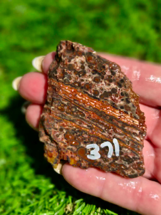 Leopard Skin Jasper Slabs H371-378