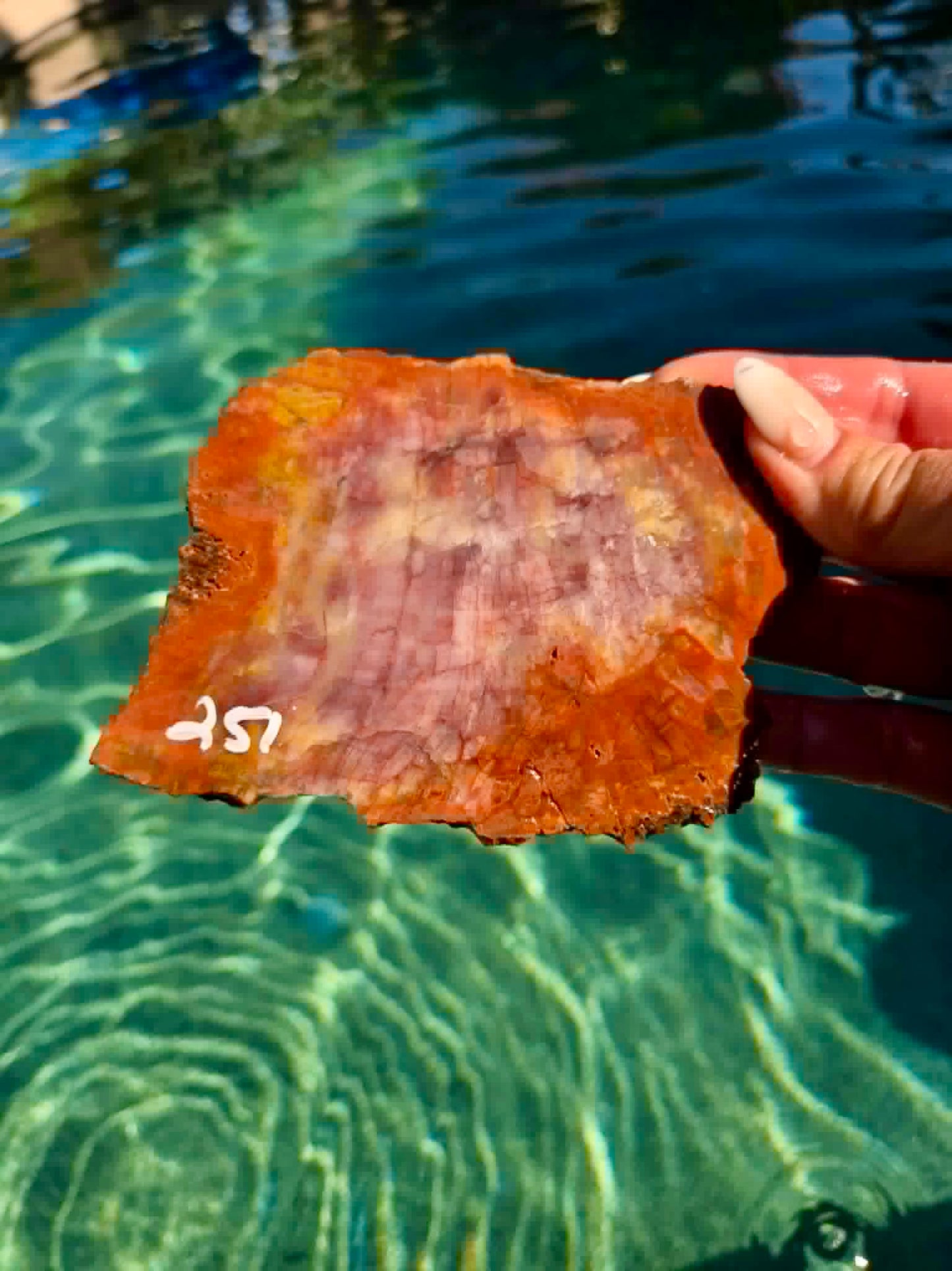 Arizona Rainbow Petrified Wood Slab 244-451