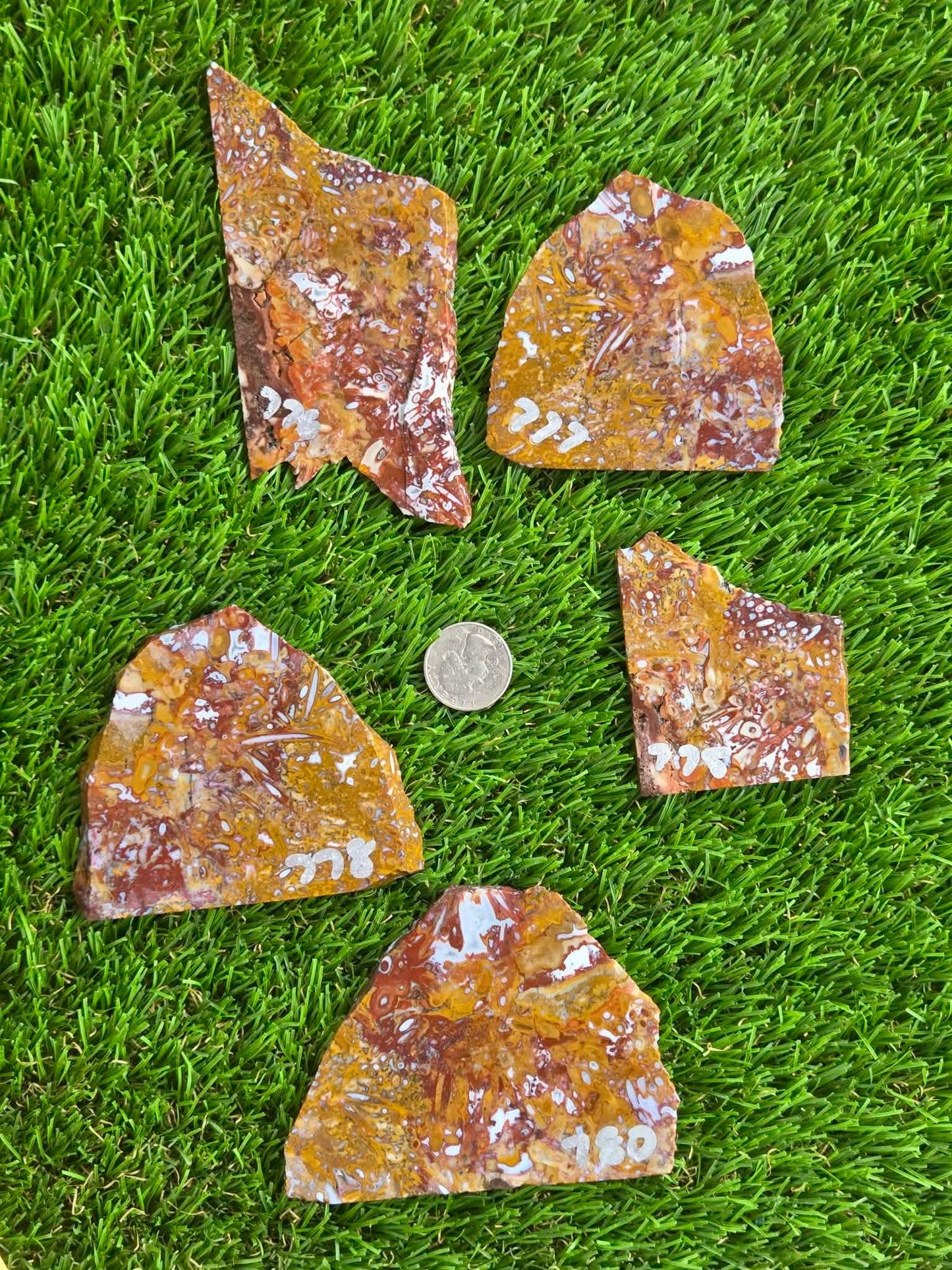 Petrified Palm Root Slabs 0775-780