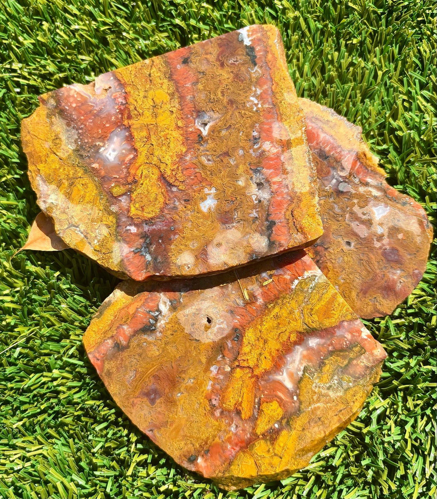 Arizona Petrified Wood